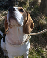 Laisse pour chien Sutton 100 % laine de mouton britannique