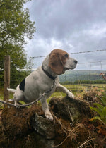 Laisse pour chien Swaledale 100 % laine de mouton britannique