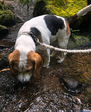 Laisse pour chien Sutton 100 % laine de mouton britannique