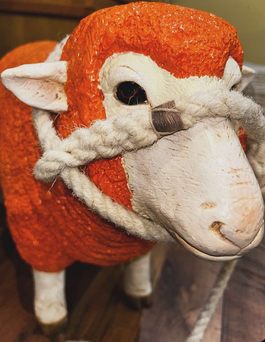 Sutton Sheep and Calf Halter - Premium Quality and Comfort ...