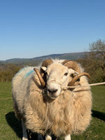 Swaledale Sheep, Calf and Bull Halter