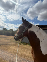 Welsh Lead Rein