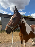 Welsh Lead Rein