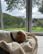 Dog Blanket