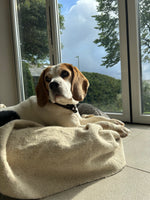 Dog Blanket