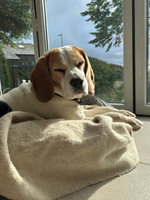 Dog Blanket