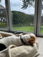 Dog Blanket