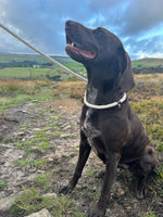 Irish 100% British Sheep Wool Slip Dog Lead