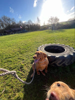  Swaledale 100% 영국 양털 개 목줄