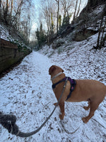  Swaledale 100% 영국 양털 개 목줄