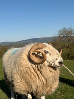 Swaledale Sheep, Calf and Bull Halter