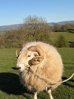 Swaledale Sheep, Calf and Bull Halter