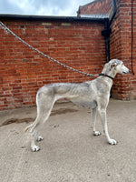 Branwen Dog Lead with clip