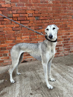 Brampton Dog Lead with clip
