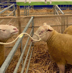 Sutton Sheep, Calf and Bull Halters