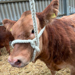 Welsh Sheep, Calf and Bull Halter