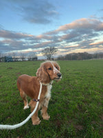Welsh Slip Dog Lead