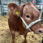Welsh Sheep, Calf and Bull Halter