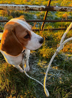 Swaledale 100% British Sheep Wool Dog Lead