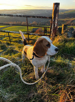 Swaledale 100% British Sheep Wool Dog Lead